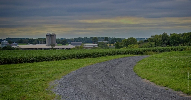 Franklin Hill Vineyard
